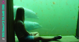 Dolfinarium Nederland